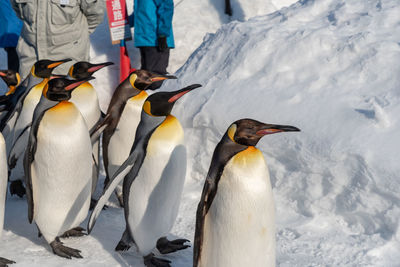 High angle view of penguins on snow