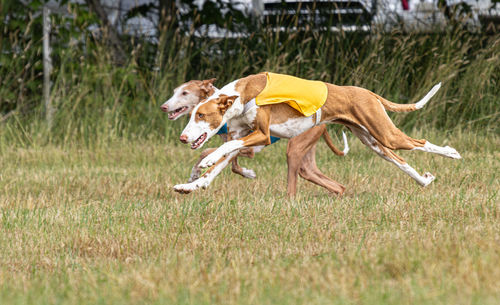 Dog running on grassy field