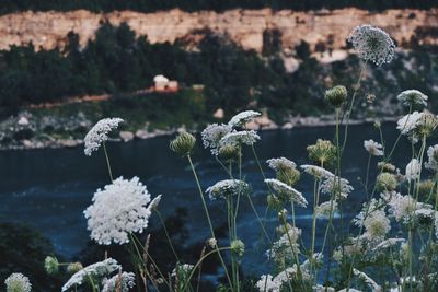 Close-up of flowers growing by lake