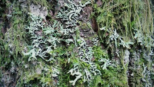 Plants growing on tree trunk