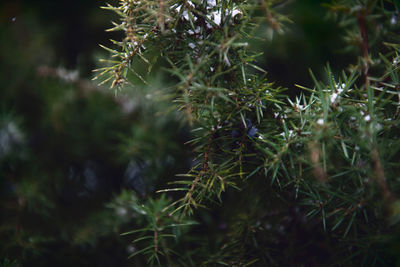 Juniper branch with juniper berries.branches and needles of juniper in close-up.christmas atmosphere