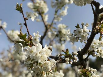 Low angle view of cherry blossoms in spring