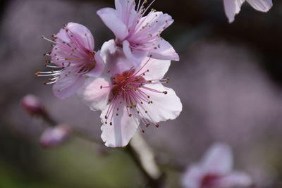 Close-up of pink flowers