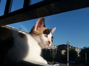 Close-up of cat against sky