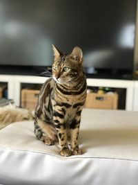 Bengal cat looking away while sitting on seat at home