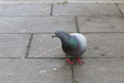 High angle view of pigeon perching on footpath