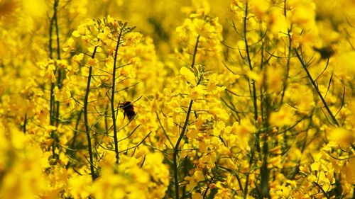 Yellow flowers growing in field