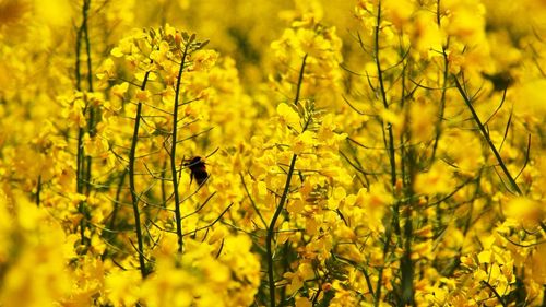 Mustard crop in field