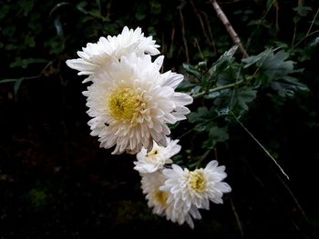 Close-up of white flowering plant