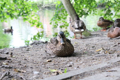 Ducks in a parc