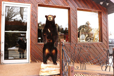 Cat looking through window