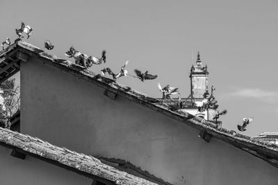 Low angle view of seagulls flying by building against sky