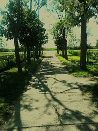 Walkway amidst trees against sky