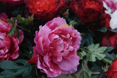 Close-up of pink flowers blooming outdoors