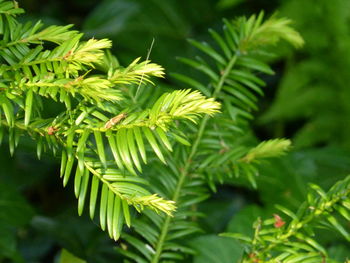 Close-up of green leaves