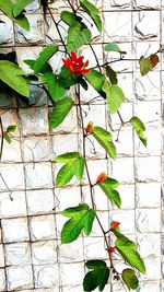 Close-up of red flowering plant against wall