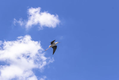 Low angle view of seagulls flying in sky