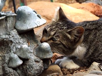 Close-up of monkey on rock