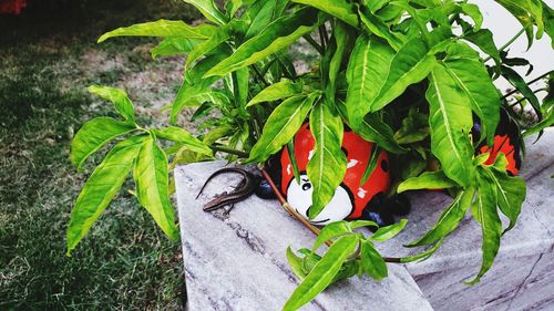 Close-up of butterfly on plant