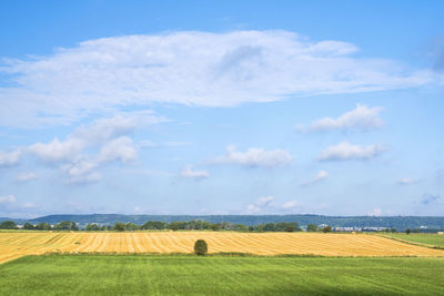 Scenic view of agricultural field against sky