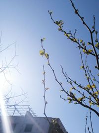 Low angle view of bare tree against clear blue sky