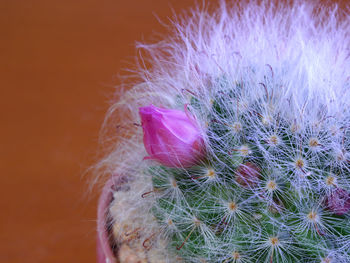 Close-up of succulent plant