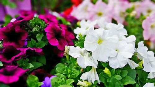 Close-up of fresh purple flowers in bloom