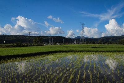 Scenic view of agricultural field against sky