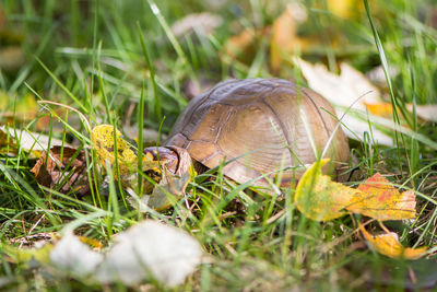 Close-up of shell on grass