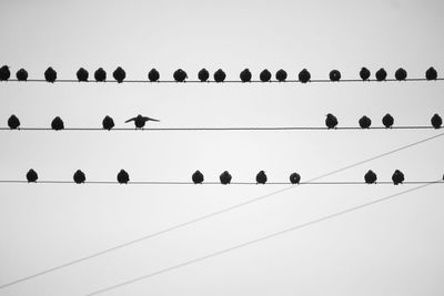 Low angle view of birds flying against clear sky