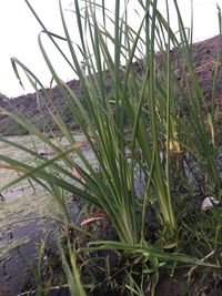 Close-up of grass growing in field