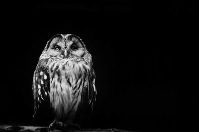 Portrait of owl against black background