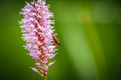 Close-up of honey bee on pink flowering plant