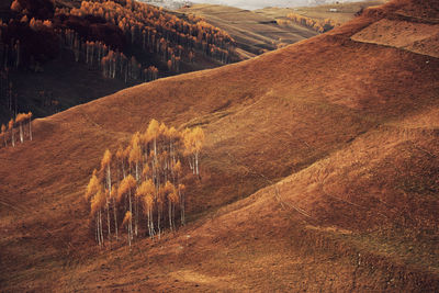 High angle view of trees on field