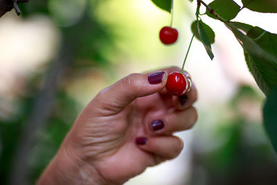 Close-up of hand holding red cherries