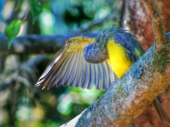 Close-up of bird perching on tree