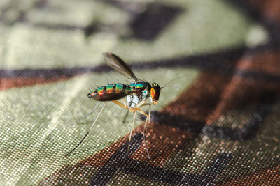 Close-up of housefly