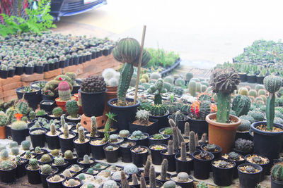 High angle view of potted plants for sale