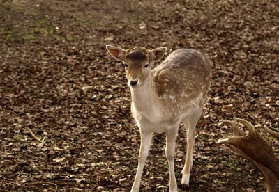 Portrait of deer standing on field