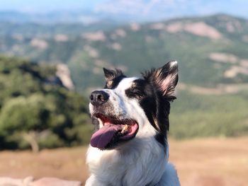 Close-up of dog with eyes closed sticking out tongue outdoors