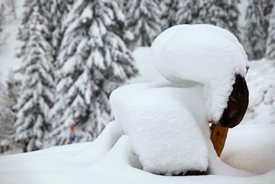 Close-up of snow on tree