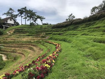 Scenic view of agricultural field against sky