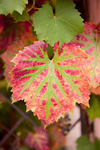 Close-up of maple leaf