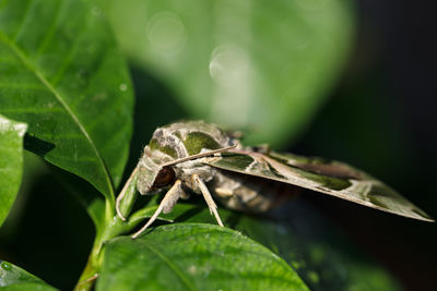 Close-up of insect on leaf