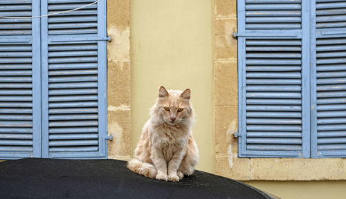 Cat sitting on a car in front of a yellow background