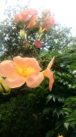 Close-up of orange flower