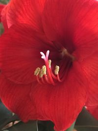 Close-up of red flower