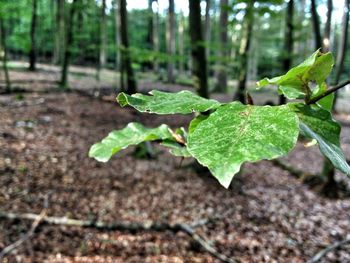 Close-up of leaves on tree trunk