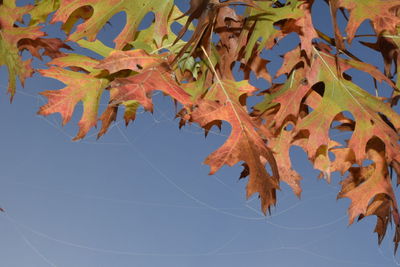 Close-up of maple leaves against sky