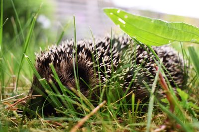 Close-up of grass growing on field